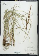 Carex sitchensis image