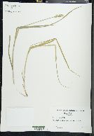 Carex sparganioides image