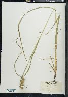 Carex squarrosa image