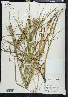 Carex squarrosa image