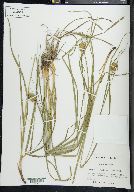 Carex squarrosa image