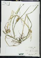 Carex squarrosa image