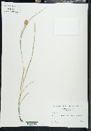 Carex squarrosa image