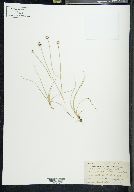 Carex duriuscula image