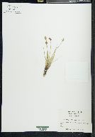 Carex duriuscula image