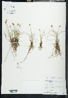 Carex duriuscula image