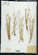 Carex sterilis var. angustata image