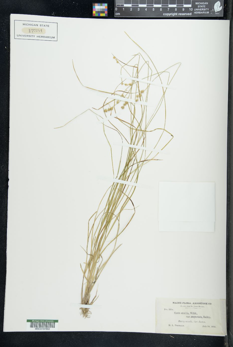 Carex sterilis var. angustata image