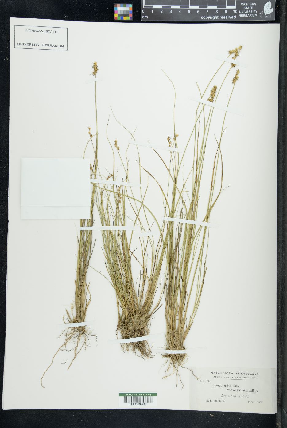 Carex sterilis var. angustata image