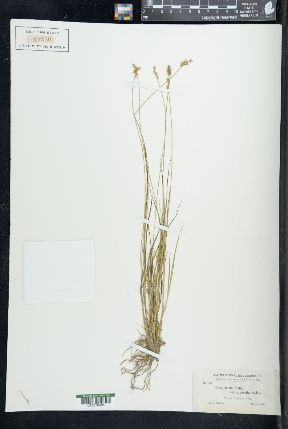 Carex sterilis var. angustata image