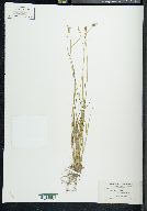 Carex sterilis var. angustata image