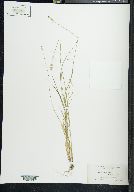 Carex sterilis image