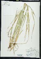 Carex striatula image