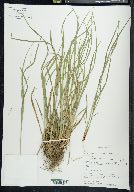 Carex striatula image