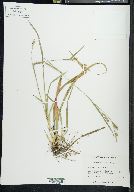 Carex striatula image