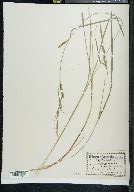 Carex stricta var. strictior image