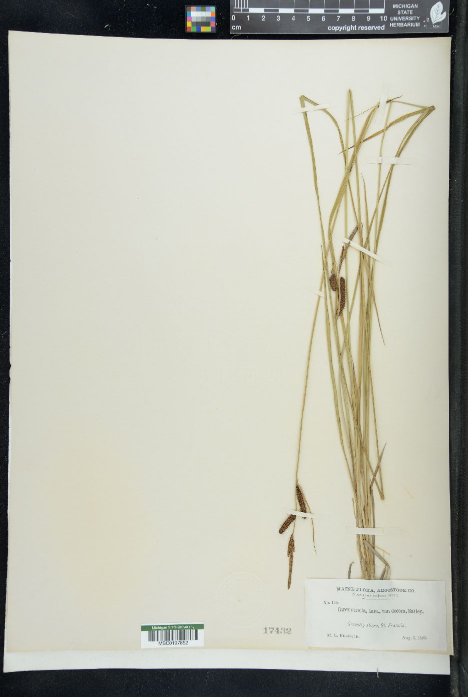 Carex stricta var. decora image