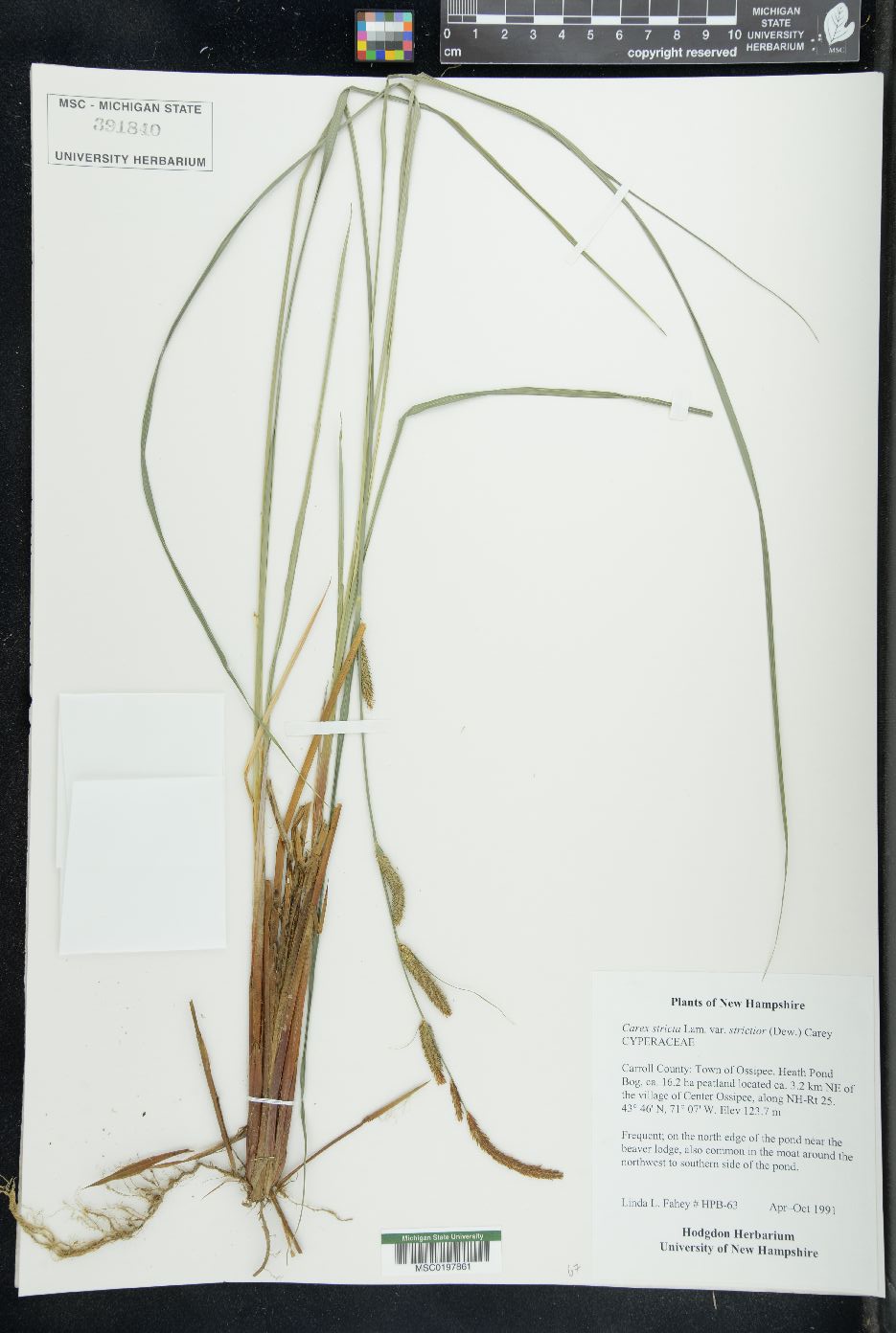 Carex stricta var. strictior image