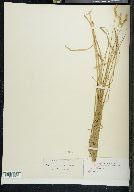 Carex straminea image