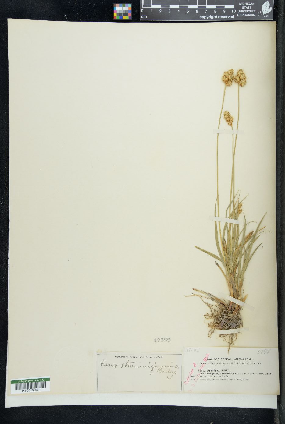 Carex straminea var. congesta image