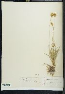 Carex straminea var. congesta image