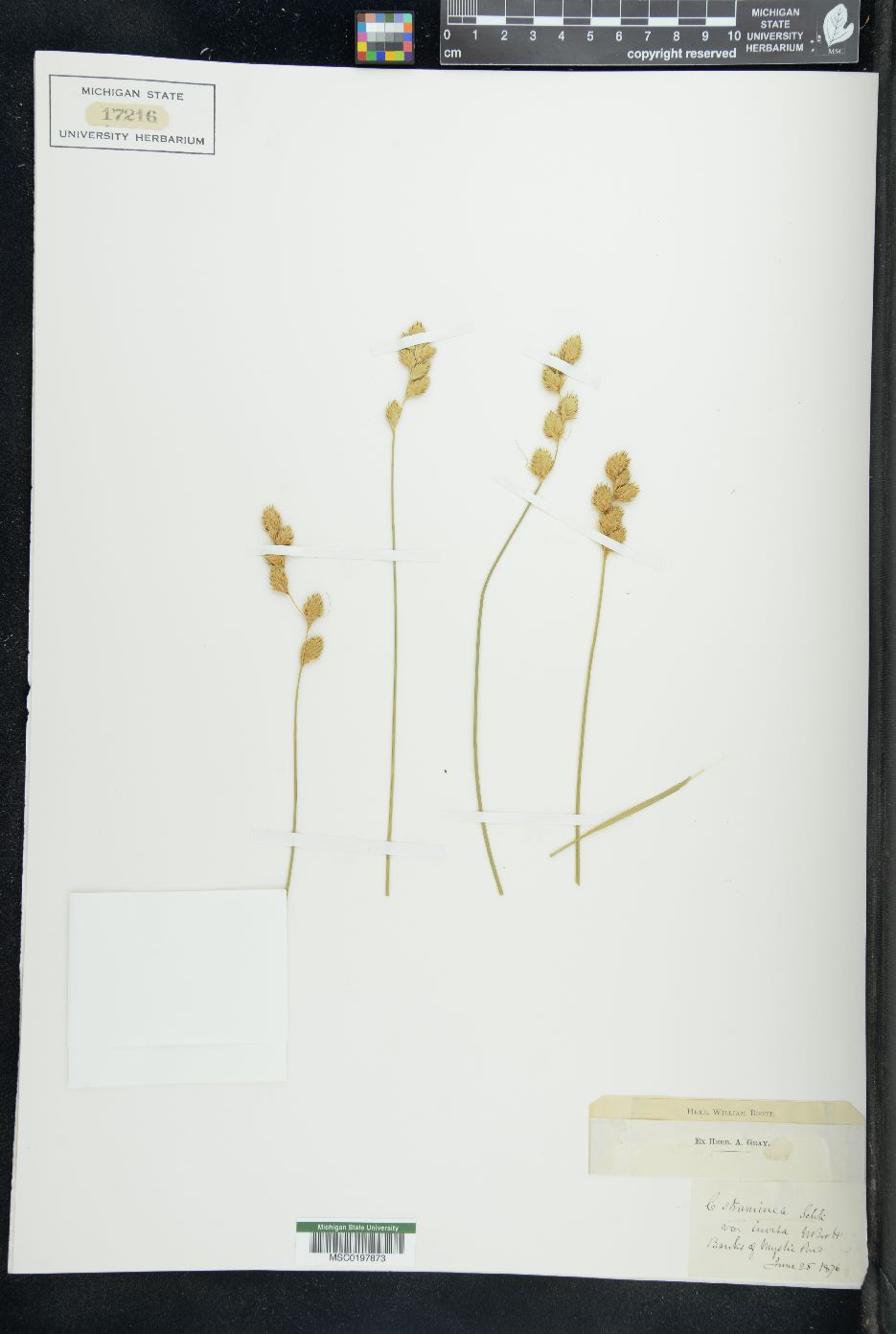 Carex straminea var. invisa image