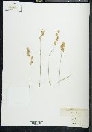 Carex straminea var. invisa image