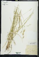 Carex straminea image