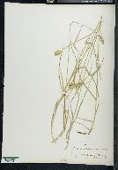 Carex straminea var. brevior image