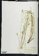 Carex straminea var. brevior image