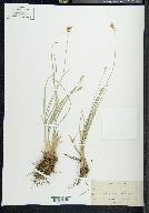 Carex subfusca image