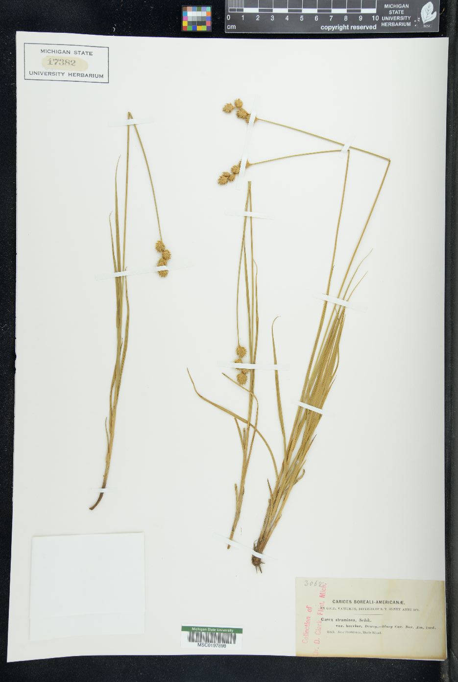Carex straminea var. brevior image