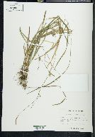 Carex styloflexa image