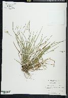 Carex styloflexa image