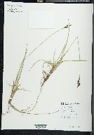 Carex stylosa image