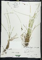 Carex stylosa image