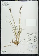 Carex stylosa image