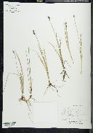 Carex stylosa image