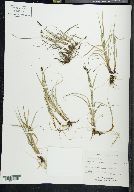 Carex stylosa image