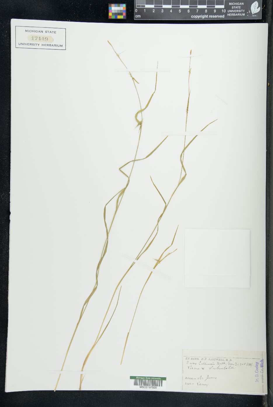 Carex subulata image