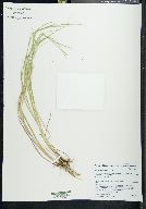 Carex subfusca image