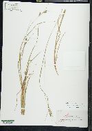 Carex swanii image