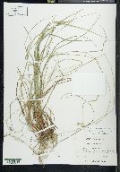 Carex swanii image