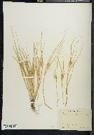 Carex sychnocephala image