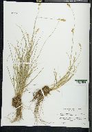 Carex teneraeformis image