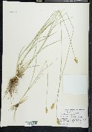 Carex teneraeformis image