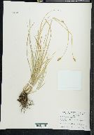 Carex teneraeformis image