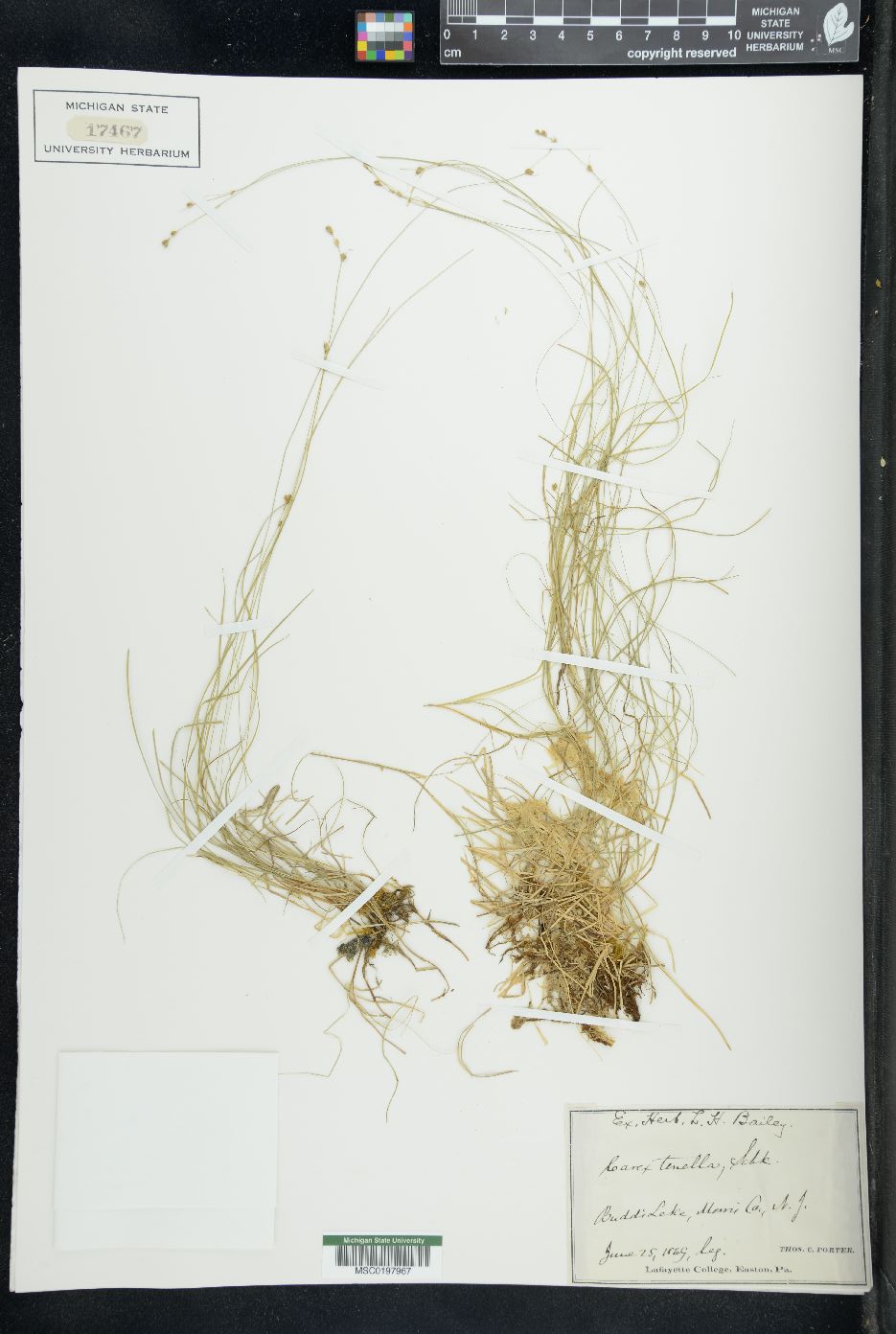 Carex tenella image
