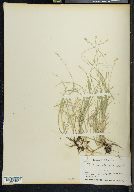Carex tenella image