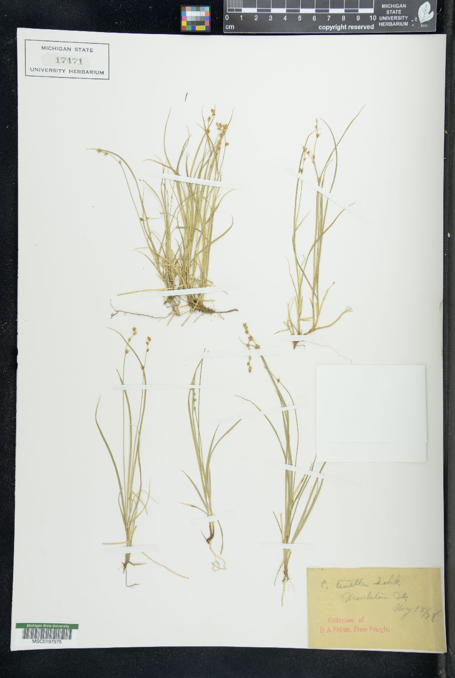 Carex tenella image